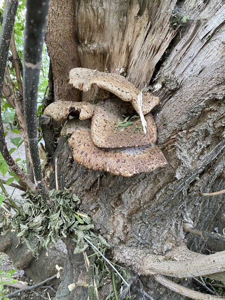 Dryad's Saddle · July 2026 · photo: Photo: (c) Z, some rights reserved (CC BY) · iNaturalist