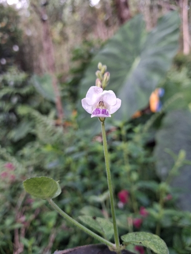 Asystasia intrusa, 2026-07-12