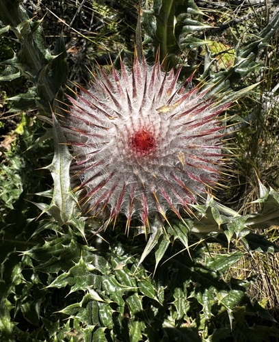 Cirsium ehrenbergii