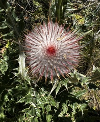 Cirsium ehrenbergii