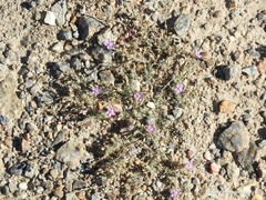 Spergularia capillacea