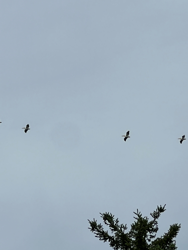 American White Pelican
