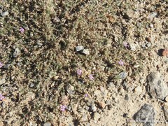 Spergularia capillacea