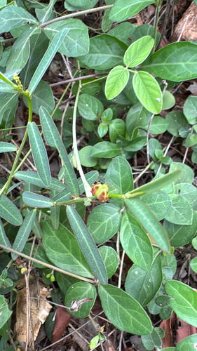 Microstachys chamaelea observed 2026-07-11