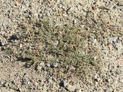 Spergularia capillacea