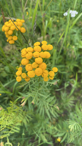 tansy