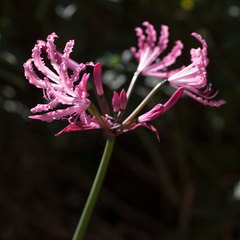 Nerine