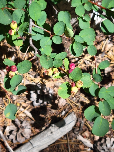 iNaturalist observation photo of Saskatoon