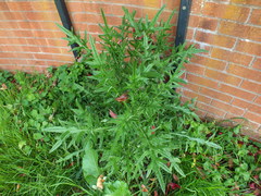 Cirsium vulgare