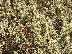 Cistus lasianthus alyssoides