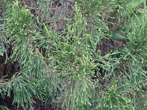 Passerina rigida, photograph 2