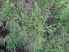 Passerina rigida, photograph (c) Shaun Swanepoel, some rights reserved (CC BY)