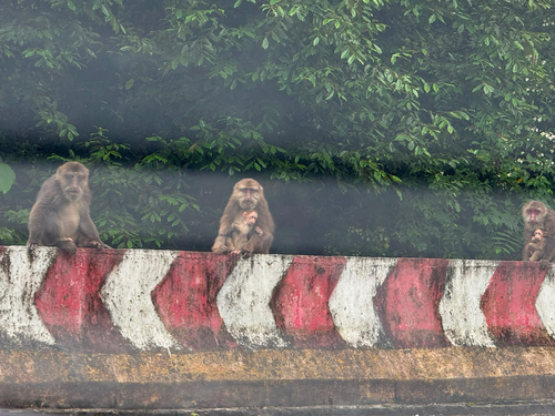 Tibetan Macaque