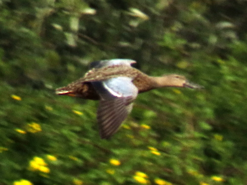 iNaturalist image
