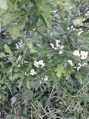 Crataegus monogyna