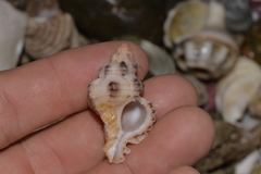 Chicoreus denudatus