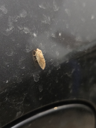 Crisopa parda