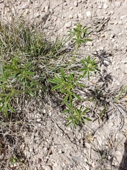 Pediomelum tenuiflorum