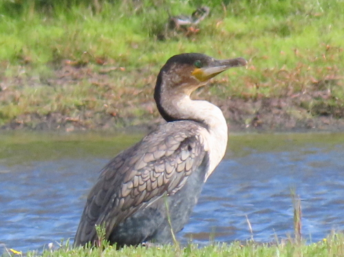 iNaturalist: (c) Gigi Laidler, some rights reserved (CC BY-NC), uploaded by Gigi Laidler iNaturalist image