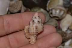 Chicoreus denudatus