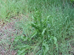 Rumex crispus crispus