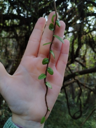Microgramma vacciniifolia