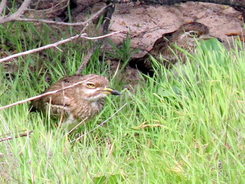 iNaturalist image