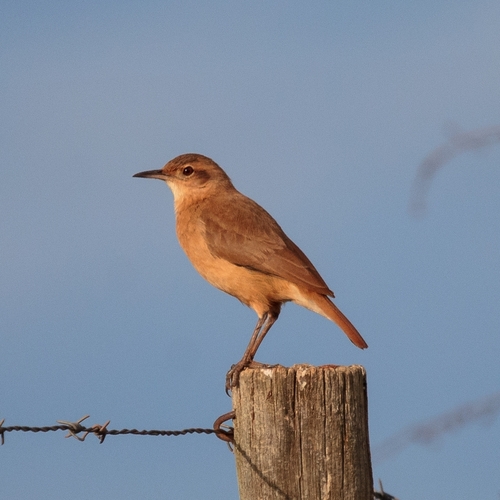 Rufous Hornero