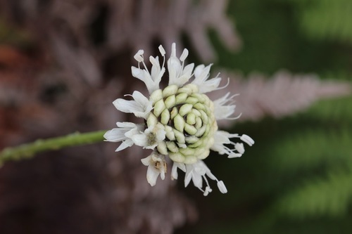 Cephalaria humilis