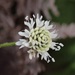 Cephalaria humilis - Photo (c) Karen Eichholz,  זכויות יוצרים חלקיות (CC BY), הועלה על ידי Karen Eichholz