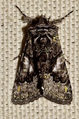 Behrensia conchiformis