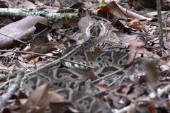 Bothrops sanctaecrucis