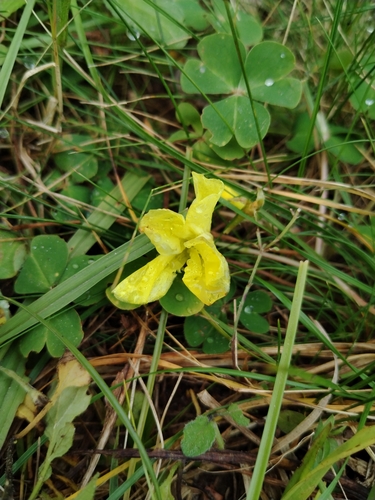 Oxalis sellowiana sellowiana