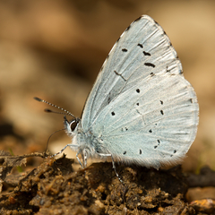 Celastrina argiolus