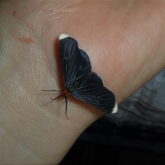 Melanchroia chephise