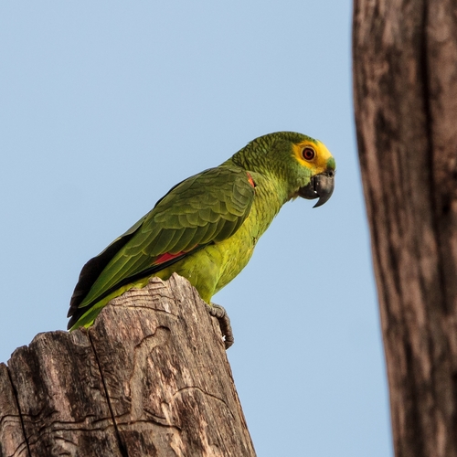 Turquoise-fronted Amazon