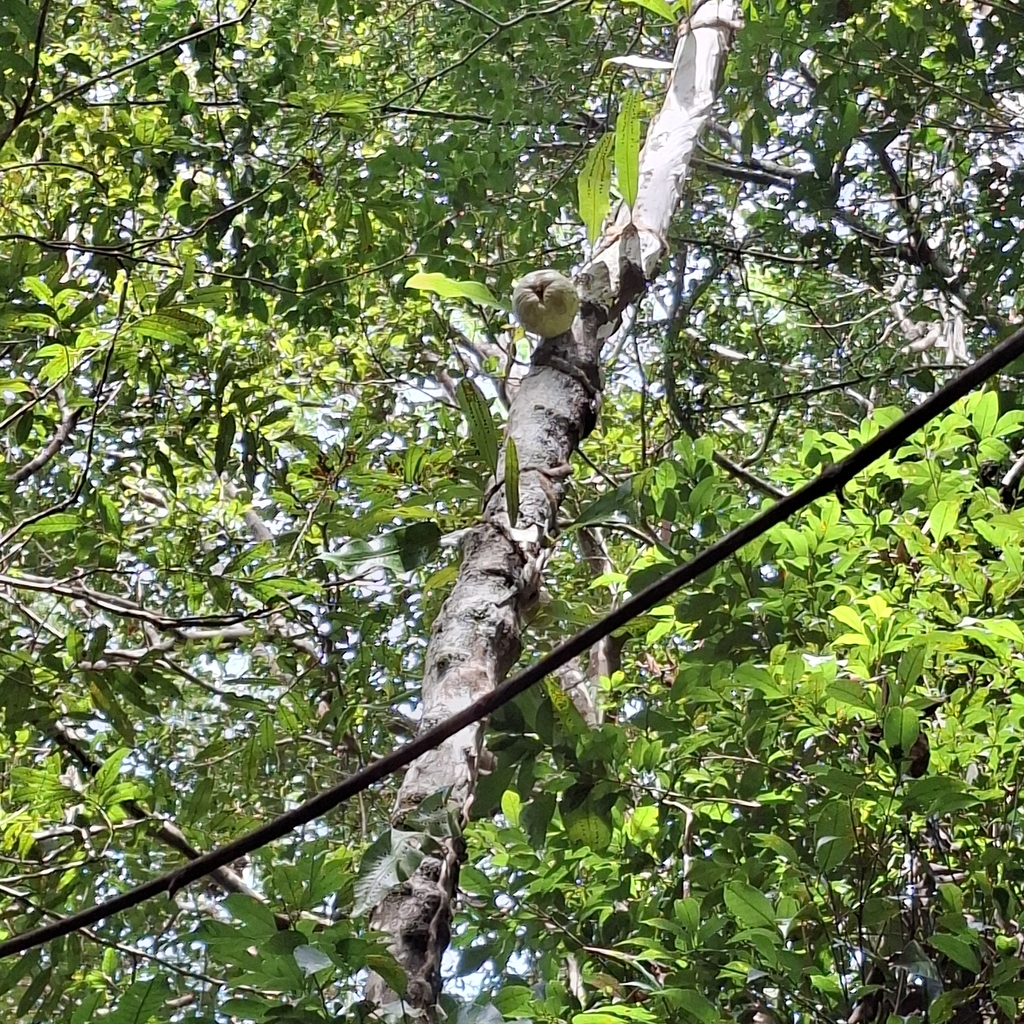 Mouriri trunciflora