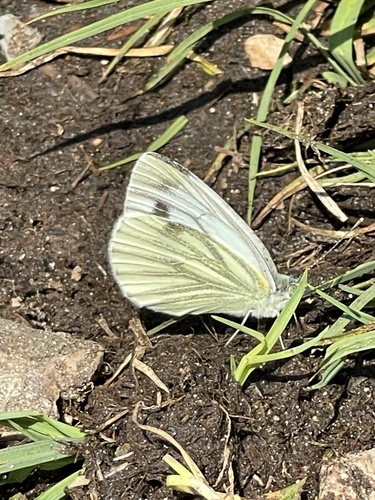 Green-veined White