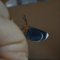 Melanchroia chephise