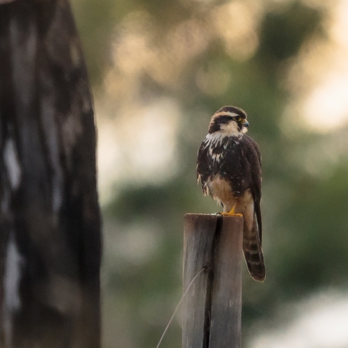 Aplomado Falcon