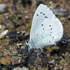 Celastrina argiolus