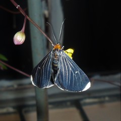 Melanchroia chephise