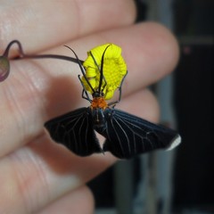 Melanchroia chephise