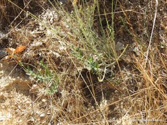 Hypericum linariifolium