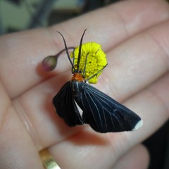 Melanchroia chephise