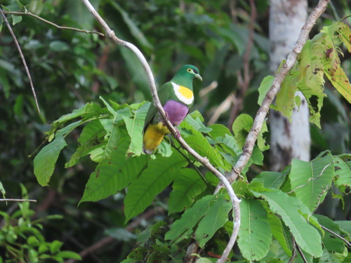Ptilinopus solomonensis, 2025-08-31