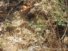 Hypericum linariifolium