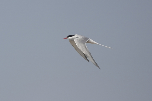 Charrán ártico (Sterna paradisaea)