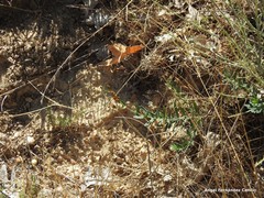 Hypericum linariifolium