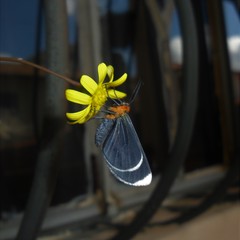 Melanchroia chephise